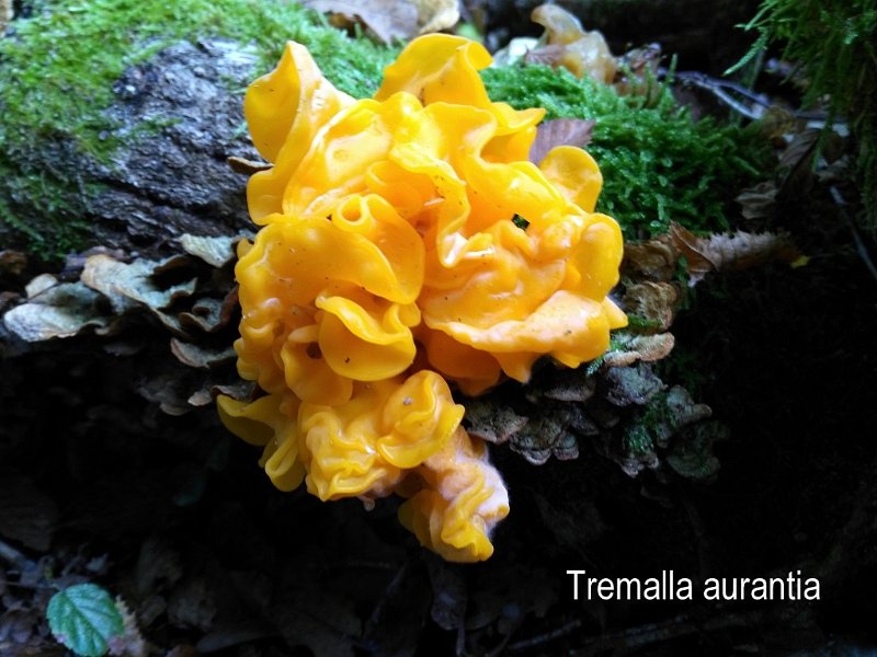Tremella aurantia-amf1835.jpg - Tremella aurantia ; Syn: Tremella australiensis ; Nom français: Tremelle orangée